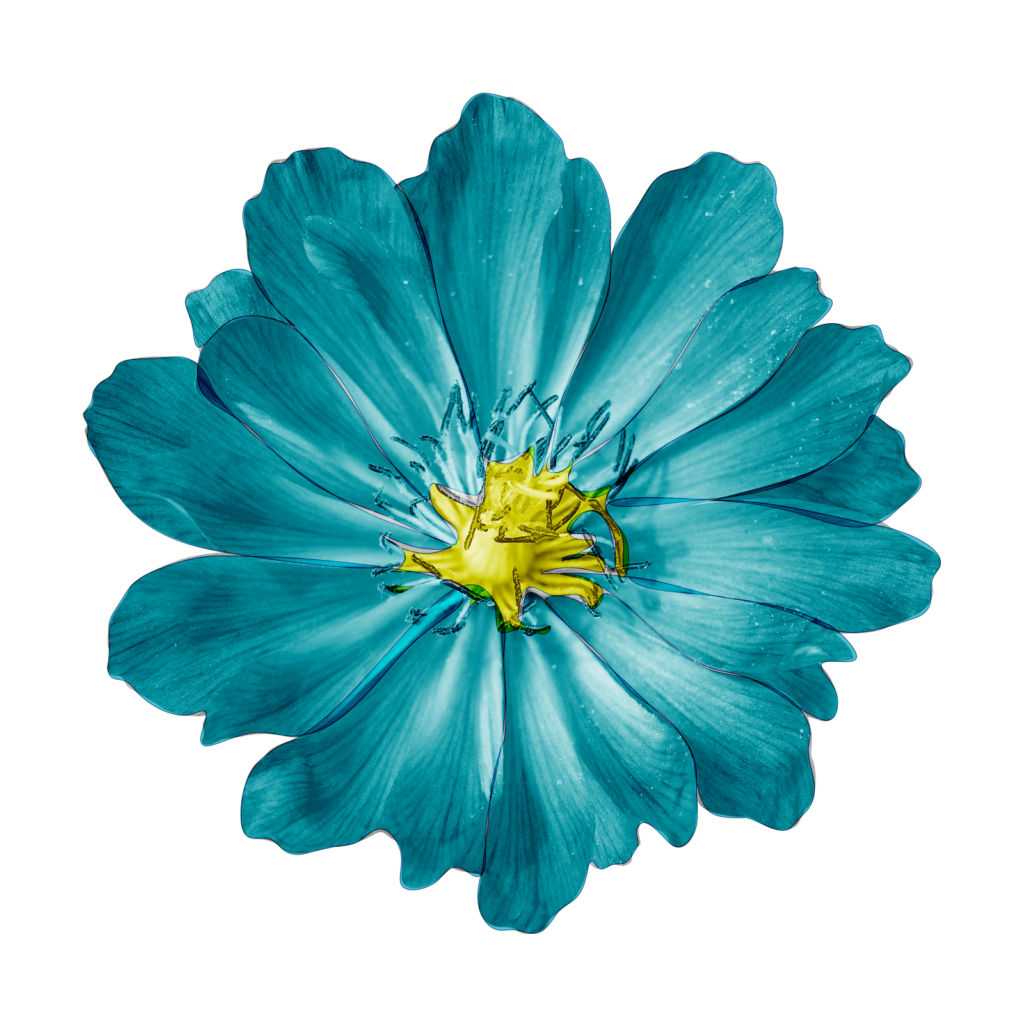 Blue Flower 1024x1024